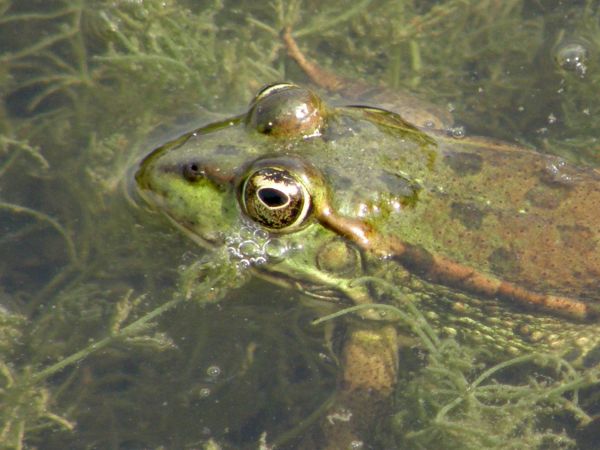 Grenouille verte  Rana esculenta 